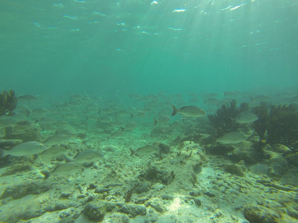 Fish coral reef of tulum photo 2