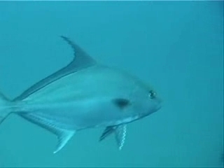 Diving in Miami Beach Reef Video