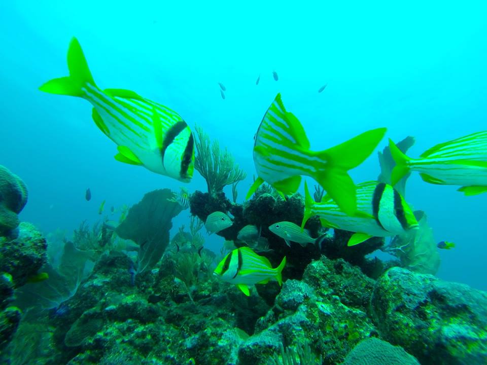 fish tulum reef photo