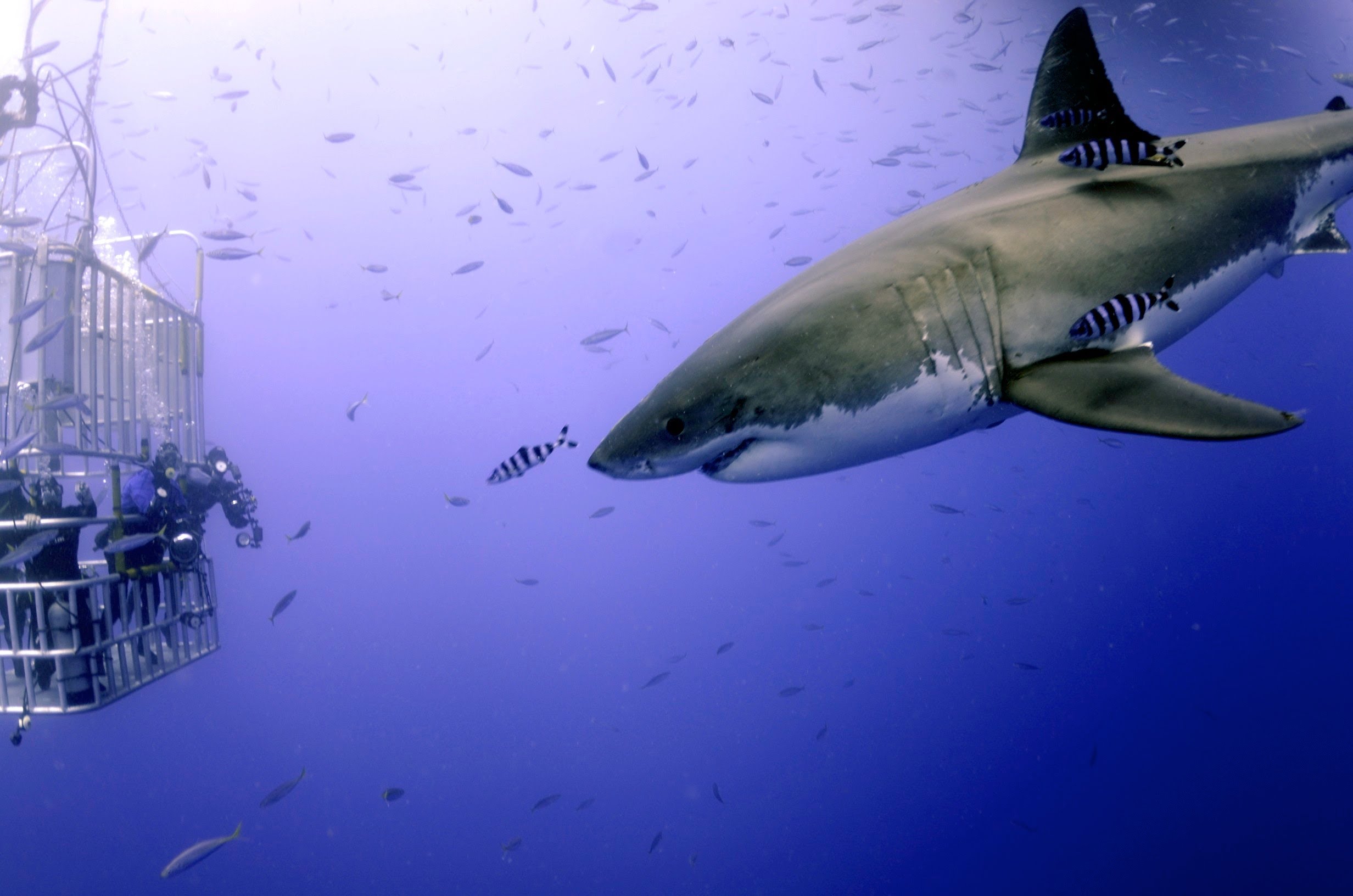 Great White Shark Scuba Diving Face to Face with 12 Footer Mexico