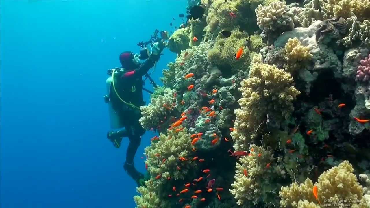 Scuba Diving in the Red Sea, Egypt, HD Video