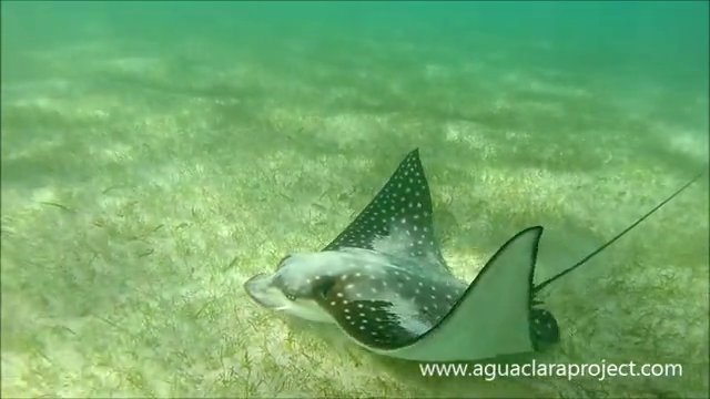 Amazing snorkel at akumal beach