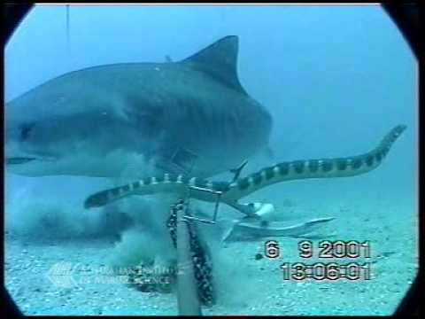 Shark vs Snake Video