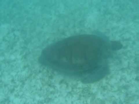 Turtles snorkeling tulum