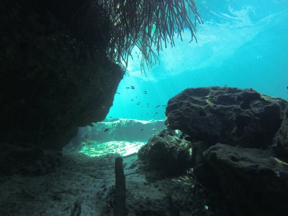 Beneath the Mangrove Diving Photos 1 Tulum Mexico 11