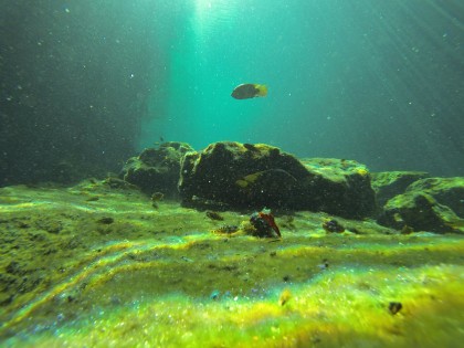 Beneath the Mangrove Diving Photos 1 Tulum Mexico 12