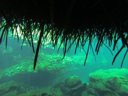 Beneath the Mangrove Diving Photos 1 Tulum Mexico 3