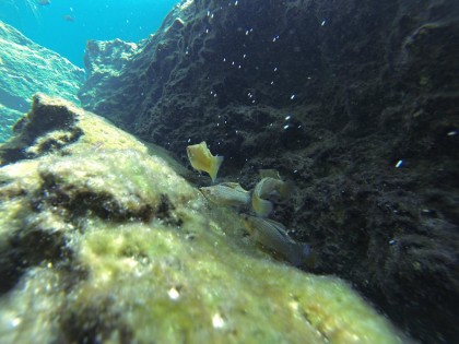 Beneath the Mangrove Diving Photos 1 Tulum Mexico 4