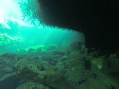 Beneath the Mangrove Diving Photos 1 Tulum Mexico