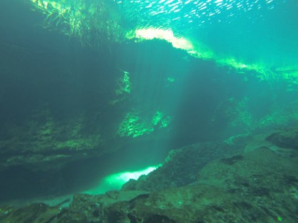 Beneath the Mangrove Diving Photos 1 Tulum Mexico 7