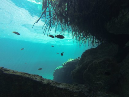 Beneath the Mangrove Diving Photos 1 Tulum Mexico 8