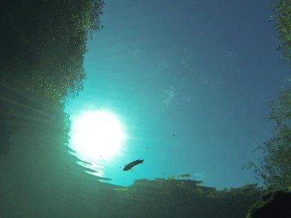 Beneath the Mangrove Diving Photos 1 Tulum Mexico 9