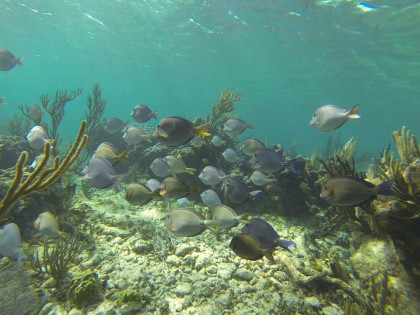 Fish coral reef of tulum photo 1