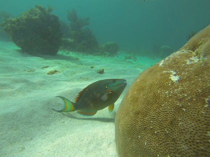 Fish coral reef of tulum photo 3