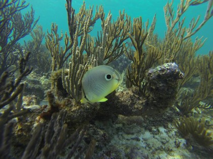 Fish coral reef of tulum photo 4