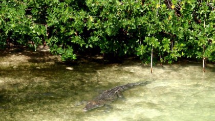 aligator in sian kaan tulum 2