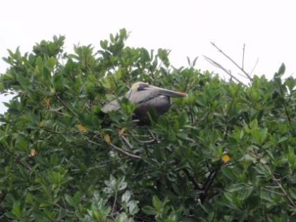 birds of sian kaan 2