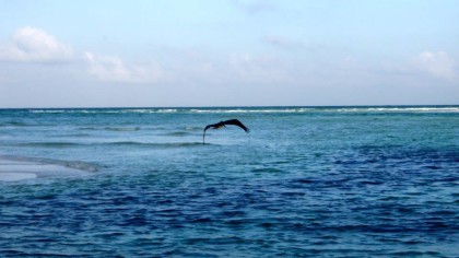 birds of sian kaan