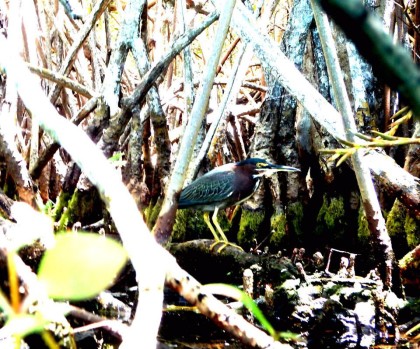 birds of sian kaan tulum eco tour