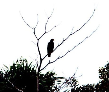 birds of tulum 2