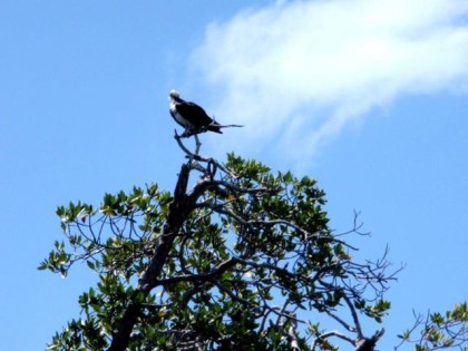 birds of tulum 4