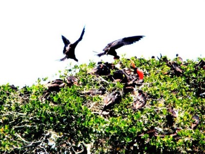 birds of tulum