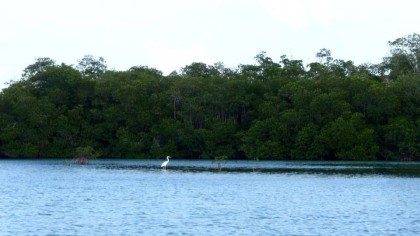 eco tour tulum bird watching