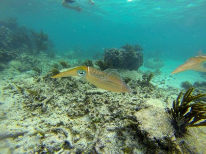 fish of the reef tulum eco tour photo