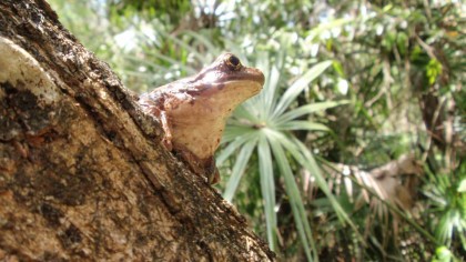 frog tulum photo 1