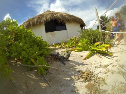 iguana in tulum mexico, reptiles of the mayan riviera walk around photo