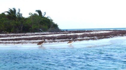 tulum sunset eco tour birdwatching. jpg