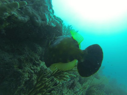 underwater photography tulum diving photos fish 1