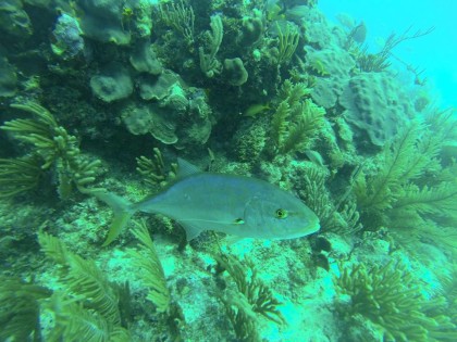 underwater photography tulum diving photos fish 2