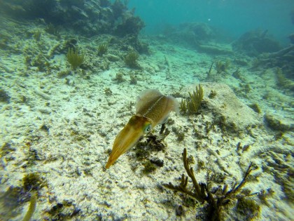 underwater photography tulum diving photos reef 1