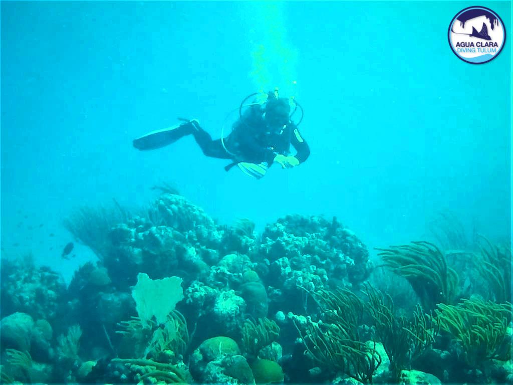 ABOVE THE REEF OF CHINCHORRO