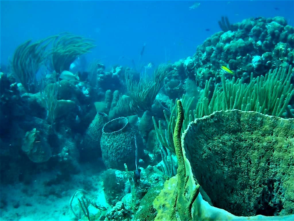 EDEN REEF CHINCHORRO