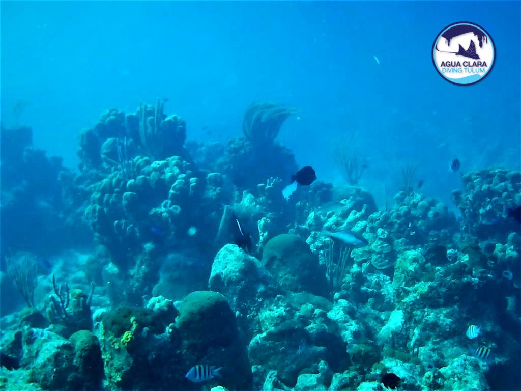 INCREDIBLE BIODIVERSITY OF CHINCHORRO