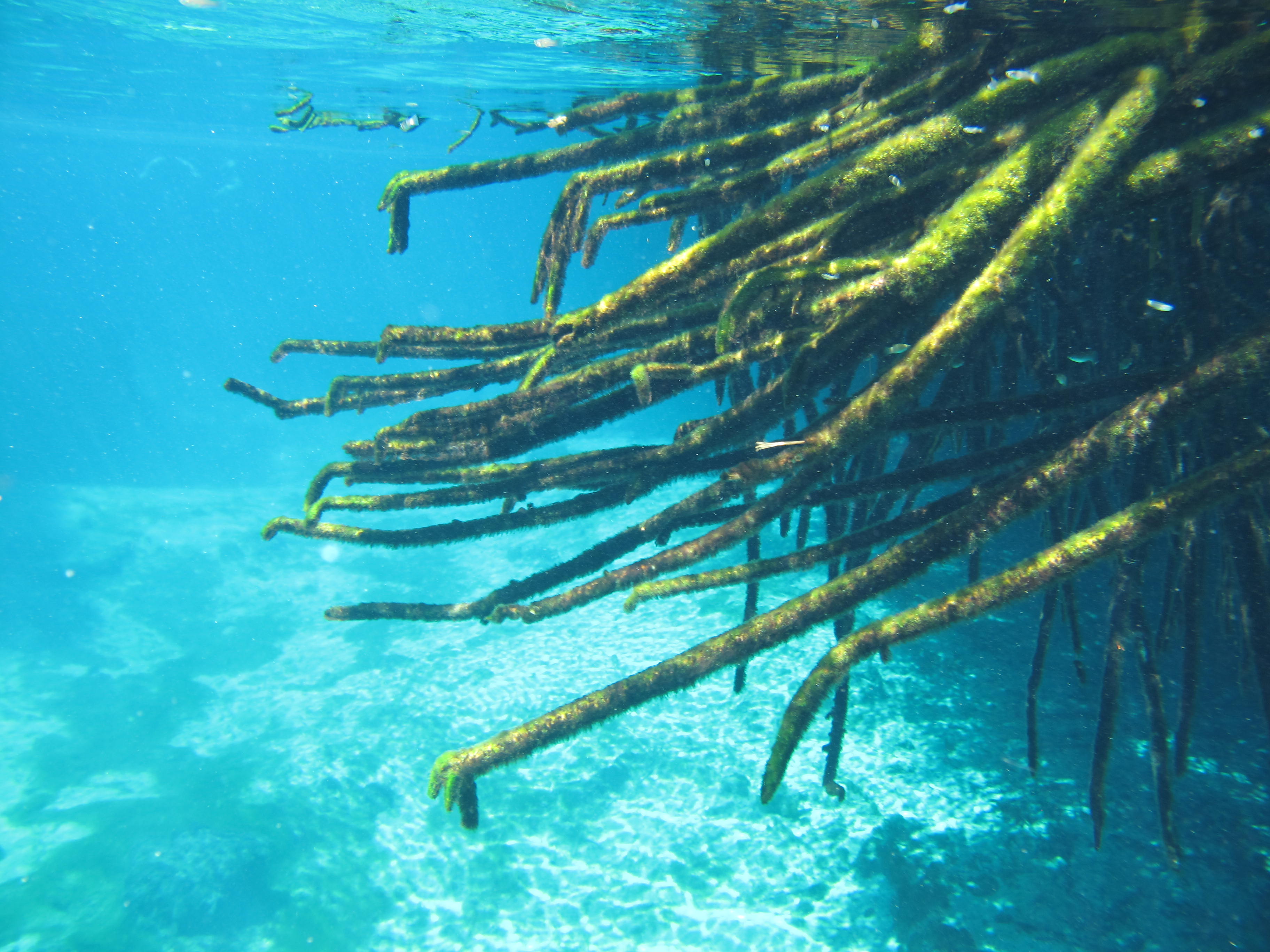 diving classes in casa cenote