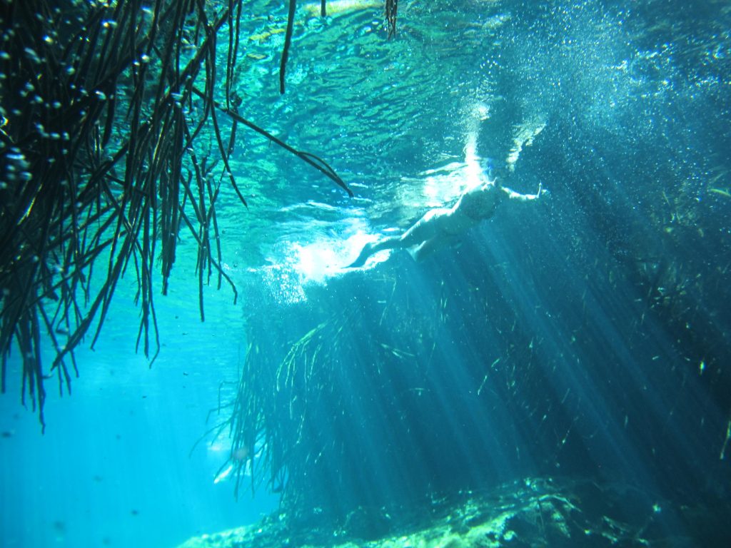 underwater photo of mangove
