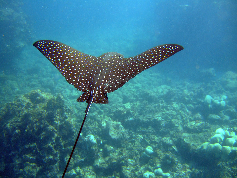 spotted_eagle_ray_tulum_snorkeling_diving_tours