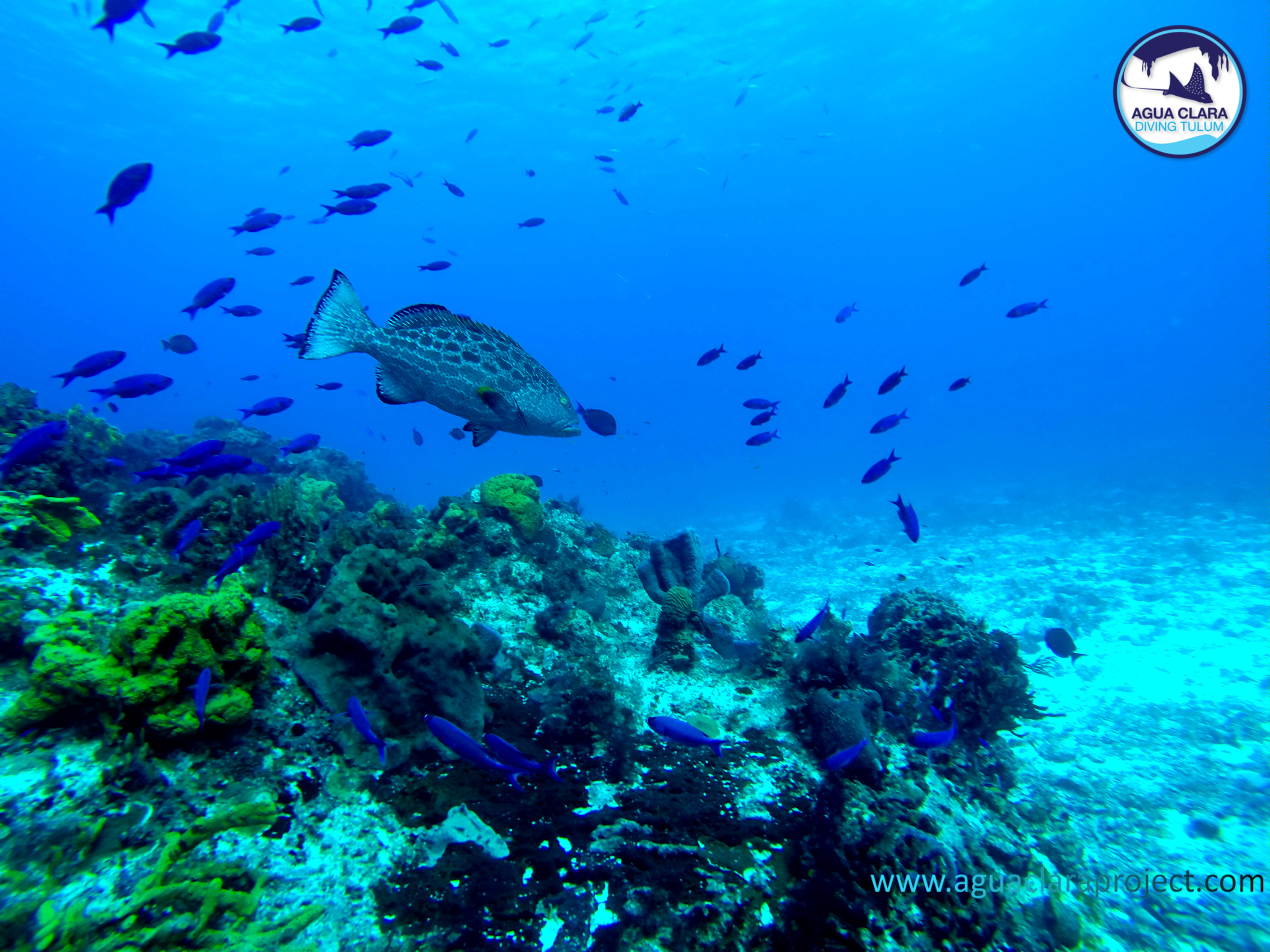 reef ocean diving tulum mexico