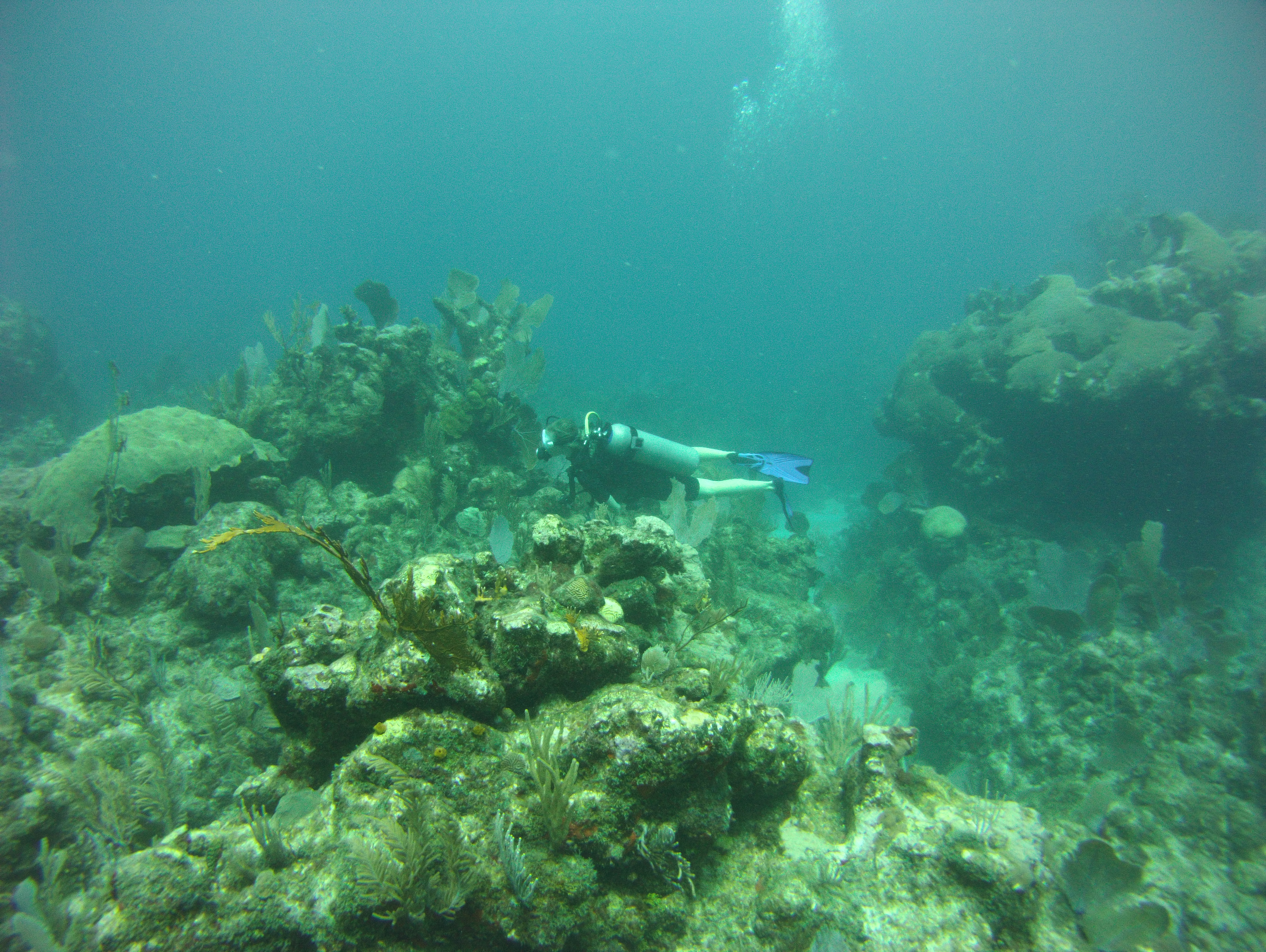 Reef Diving In Magical Tulum - Katie | Agua Clara Diving Tulum