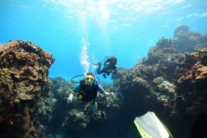 cozumel diving padi