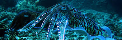 octopus night dive cozumel